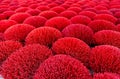 Colorful joss sticks left to dry in the sun, Vietnam Royalty Free Stock Photo