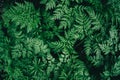 Colorful juicy background with green leaves like fern leaves Royalty Free Stock Photo