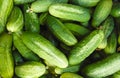 Background of juicy freshly picked cucumbers Royalty Free Stock Photo