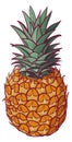 Colorful juicy pineapple. Tropical fresh fruit icon