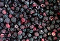 Colorful juisy yummy blackberries background Royalty Free Stock Photo