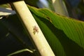 A colorful jump spider on a banana tree in Khao Sok in Thailand