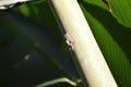 A colorful jump spider on a banana tree in Khao Sok in Thailand