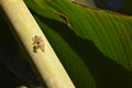 A colorful jump spider on a banana tree in Khao Sok in Thailand