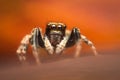 High magnification of a colorful and small jumping spider against soft orange background