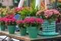 Colorful kalanchoe planted in pots, flower shop display, decorative succulent plants