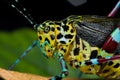 Colorful katydid/bush cricket