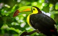 Colorful keel-billed toucan bird