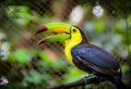 Colorful keel-billed toucan bird