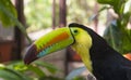 Colorful Keel-billed Toucan