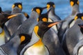 Colorful king penguin closeup