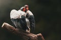 Colorful King Vulture