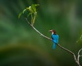 Colorful Kingfisher (Halcyon smyrnensis)