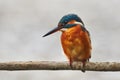 Colorful kingfisher perched on a branch