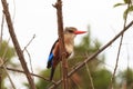 Colorful kingfisher rest on the tree. Meru, Kenya