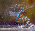 The colorful Kingfisher surfacing after hunting for fish