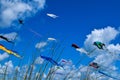 Colorful kite collection flying in the blue sky with white clouds grass foreground