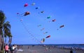 Colorful Kites During Beach Festival