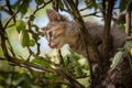 A colorful kitten climbing in the tree