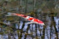 Colorful koi carp in garden pond is an expensive koi fish with orange and red structure as valuable investment of Japan Asian koi Royalty Free Stock Photo