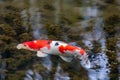 Colorful koi carp in garden pond is an expensive koi fish with orange and red structure as valuable investment of Japan Asian koi Royalty Free Stock Photo