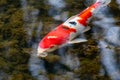 Colorful koi carp in garden pond is an expensive koi fish with orange and red structure as valuable investment of Japan Asian koi Royalty Free Stock Photo