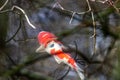 Colorful koi carp in garden pond is an expensive koi fish with orange and red structure as valuable investment of Japan Asian koi Royalty Free Stock Photo