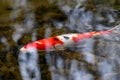 Colorful koi carp in garden pond is an expensive koi fish with orange and red structure as valuable investment of Japan Asian koi Royalty Free Stock Photo