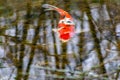 Colorful koi carp in garden pond is an expensive koi fish with orange and red structure as valuable investment of Japan Asian koi Royalty Free Stock Photo