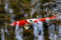 Colorful koi carp in garden pond is an expensive koi fish with orange and red structure as valuable investment of Japan Asian koi Royalty Free Stock Photo