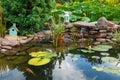 Colorful koi carps swim in a small pond in the country Royalty Free Stock Photo