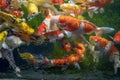 Many koi fish swim in the pond.shallow focus effect