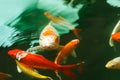 Colorful koi fish feeding