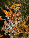 Colorful Koi fish floating in the pond Royalty Free Stock Photo