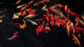 Colorful koi fish in the lake with reflections of tree shadows. Group of various colourful large koi carp, kohaku or Japanese Koi