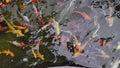 Colorful koi fish in the lake with reflections of tree shadows. Group of various colourful large koi carp, kohaku or Japanese Koi