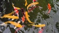 Colorful koi fish in the lake with reflections of tree shadows. Group of various colourful large koi carp, kohaku or Japanese Koi