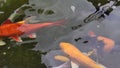 Colorful koi fish in the lake with reflections of tree shadows. Group of various colourful large koi carp, kohaku or Japanese Koi