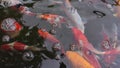 Colorful koi fish in the lake with reflections of tree shadows. Group of various colourful large koi carp, kohaku or Japanese Koi