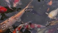 Colorful koi fish in the lake with reflections of tree shadows. Group of various colourful large koi carp, kohaku or Japanese Koi