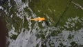 Colorful koi fish in the lake with reflections of tree shadows. Group of various colourful large koi carp, kohaku or Japanese Koi