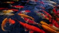 Colorful koi fish in the lake with reflections of tree shadows. Group of various colourful large koi carp, kohaku or Japanese Koi