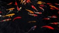 Colorful koi fish in the lake with reflections of tree shadows. Group of various colourful large koi carp, kohaku or Japanese Koi