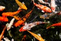 Colorful koi fish in a pond