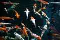 Colorful koi fish Royalty Free Stock Photo