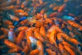 Colorful koi fish in pond Royalty Free Stock Photo