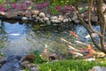 Colorful Koi fish in a rock edged stream lined with trees and flowers - selected focus