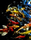 Colorful koi fish that swim in the pond.