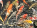 Colorful koi fish swimming in the pond, closeup of photo Royalty Free Stock Photo