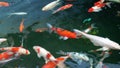 Colorful Koi fish swim
